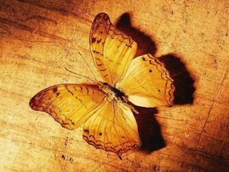 Cute Butterfly Wallpaper