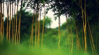 Bamboo Forest Wallpaper X HD Desktop