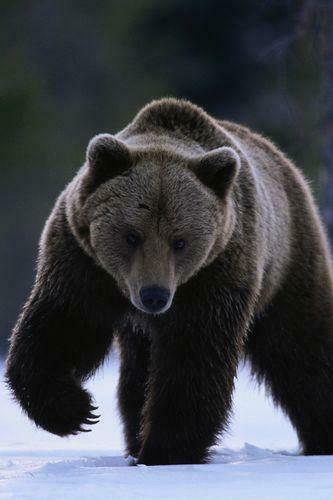 Winter Big Bear Wallpaper For iPhone 3g 3gs