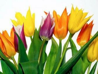 Tulip Flowers