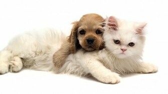 Cute Puppy Loves Cat Photo Dog Wallpaper Background Here You Can