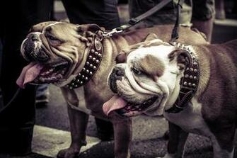 English Bulldog On Leash