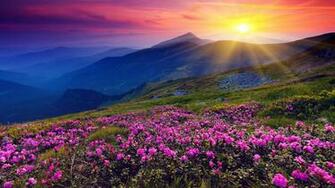 Flowers Hills Landscape Sunrise Wallpaper HD F