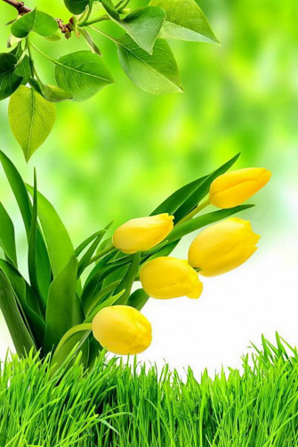 Green Spring iPhone Smartphone Wallpaper Background HD Nature