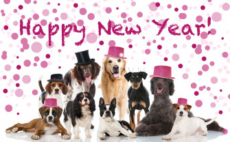 Allydvm On Holiday Happy New Year Dog