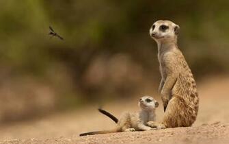 Meerkat Background