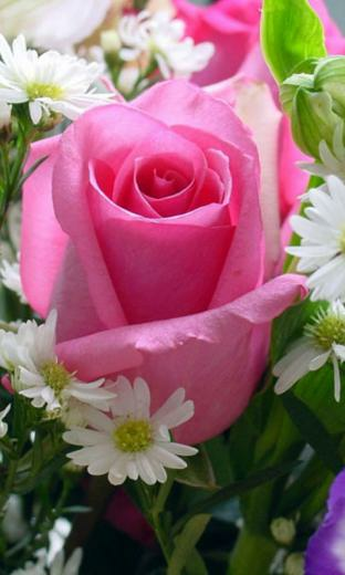 Flowers Wallpaper App For Android