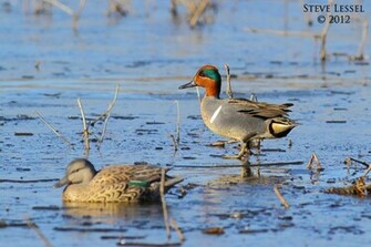 Delta Waterfowl Wallpaper Magazine