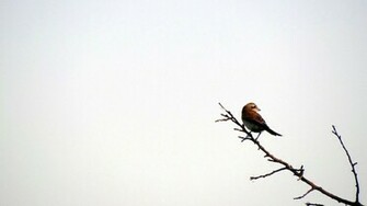 Bird Silhouette HD Wallpaper Inn