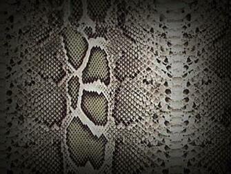 Textures Snake Skin By Loo Lee