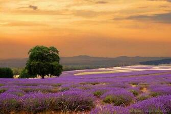 Source Url Kootation French Lavender Html