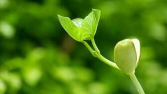 Growing Seed Wallpaper Just Grow The Seeds Of Two