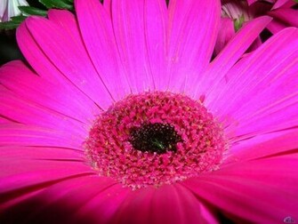 Flower Screensaver Screensavers Violet