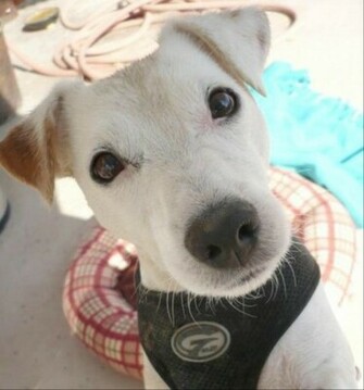 Puppy Jack Russell Wallpaper Funny Doblelol