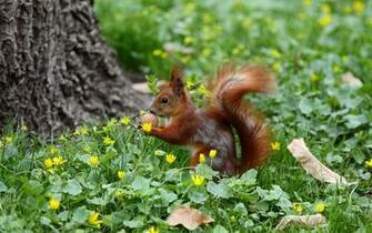 Cute Squirrel Wallpaper