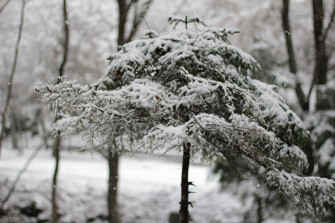 Snow Angel Wallpaper