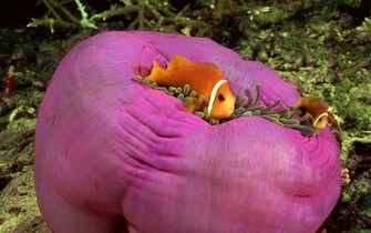 Wallpaper Sea Life Pictures