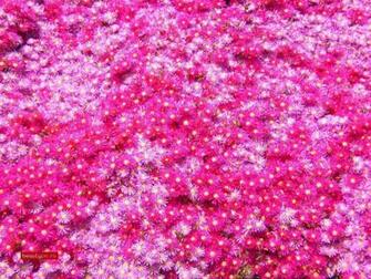 Pink And Purple Wallpaper