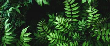 Beautiful Green Leaves And Light Ultra WqHD Wallpaper