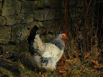 Hen Wallpaper HD Background Image Pics Photos
