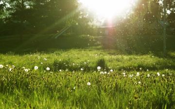 Meadow Wallpaper HD Background Image Photos Pictures Yl