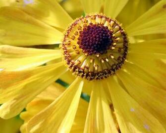 Flower Background Wallpaper HD Background Yellow F