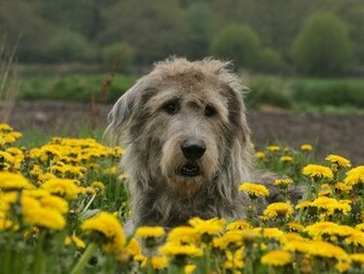 Irish Wolfhound Wallpaper
