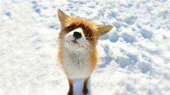 Snow Animals Foxes Wallpaper Desktop