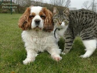Cat And Dog Wallpaper Desktop WallscreenHD