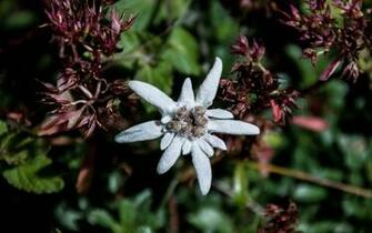 Edelweiss Wallpaper By Tyc01101