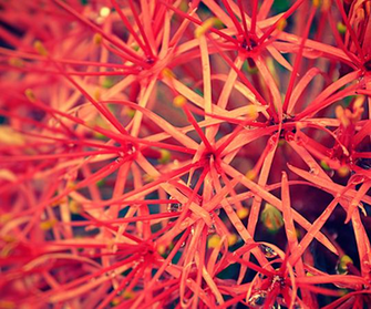Beautiful Android Wallpaper To Enhance Your Homescreen