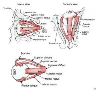 HD Photo Eye Anatomy Wallpaper High Quality Background For