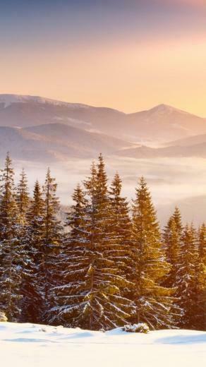 Snow Forest iPhone Wallpaper