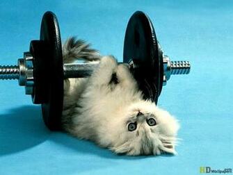 Cute Funny Cat Mobile Desktop Wallpaper