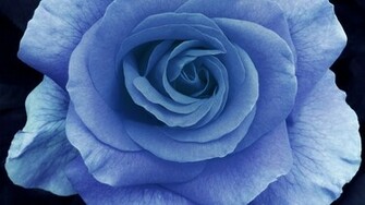 Blue Rose On A Dark Background Wallpaper And Image