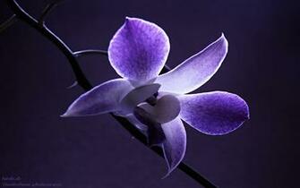 Purple Orchid Flower Wallpaper Wallpaperlepi