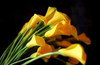 Yellow Calla Lilies HD Flower Wallpaper