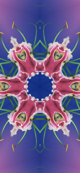 Official Ios Wallpaper For Your iPhone