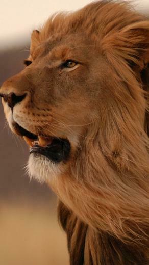 Wild Lion iPhone Wallpaper HD For
