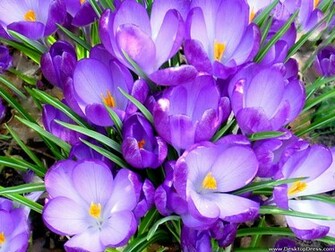 Wallpaper Flowers Gardens Background Nice Purple Tulips