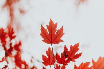 Maple Leaf Pictures HD Image