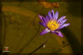 Purple Lotus Flower Graphics Pictures Image For Myspace Layouts
