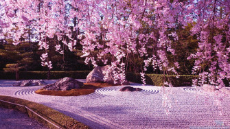 Japanese Pink Wallpaper