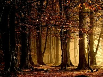 Autumn And Forest Wallpaper Black White HD