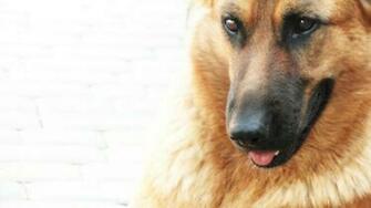 German Shepherd Desktop Wallpaper High Definition