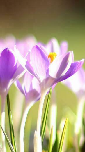 Flower iPhone Plus Wallpaper HD