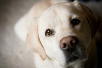 Labrador Retriever Wallpaper For Desktop Pictures In High
