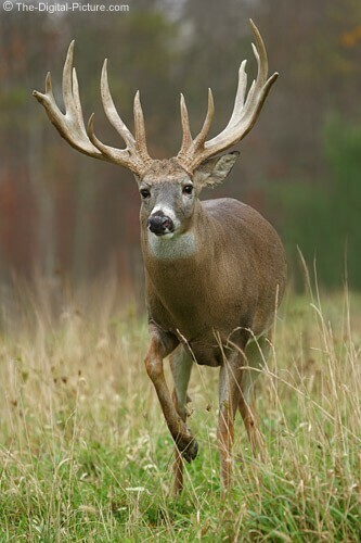 Bagging That Monster Buck
