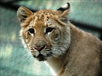 Liger Cub Wallpaper