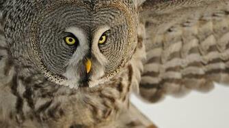 Owl Desktop Wallpaper